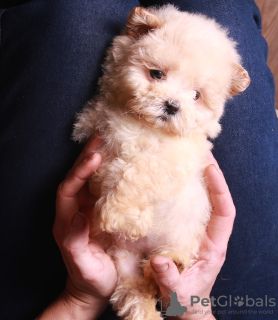 Photos supplémentaires: Maltipoo F1 chiots filles mini