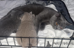 Photo №3. Chatons British Shorthair exceptionnels. Allemagne