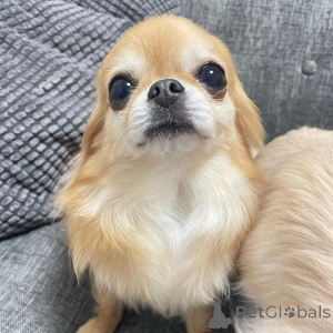 Photo №1. chihuahua - à vendre en ville de Wolfsburg | négocié | Annonce №161502