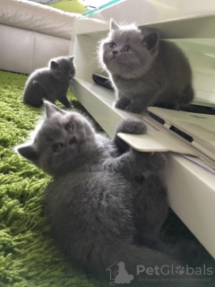 Photo №3. Chatons British Shorthair bleus. Allemagne