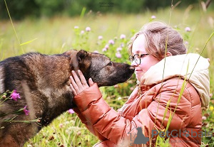 Photo №2 de l'annonce № 8645 de la vente chien bâtard - acheter à Fédération de Russie annonce privée