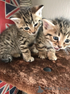 Photo №1. bengal - à vendre en ville de Washington | 903€ | Annonce № 135490