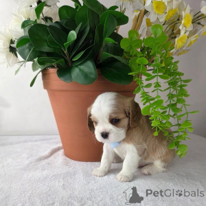 Photo №2 de l'annonce № 157333 de la vente cavalier king charles spaniel - acheter à La finlande annonce privée