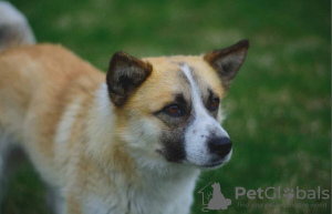 Photo №1. chien bâtard - à vendre en ville de Москва | Gratuit | Annonce №122641