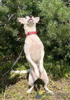 Photos supplémentaires: Leila, Blanche-Neige, cherche un foyer.