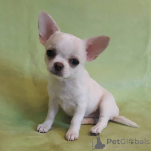Photo №1. chihuahua - à vendre en ville de Californie | 969€ | Annonce №169848