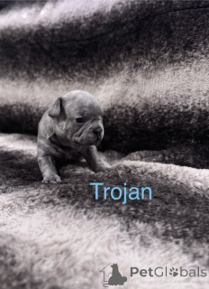 Photo №3. Chiots bouledogue français enregistrés au KC. Pays Bas