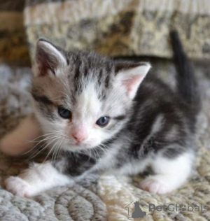 Photo №1. american wirehair - à vendre en ville de Washington | Gratuit | Annonce № 135492