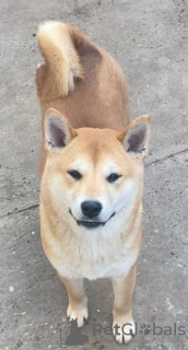 Photo №1. shiba - à vendre en ville de Subotica | 700€ | Annonce №107897