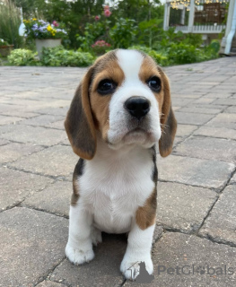 Photo №4. Je vais vendre beagle en ville de Berlin. annonce privée - prix - 426€