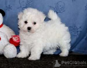 Photo №1. bichon à poil frisé - à vendre en ville de Stockholm | négocié | Annonce №97870