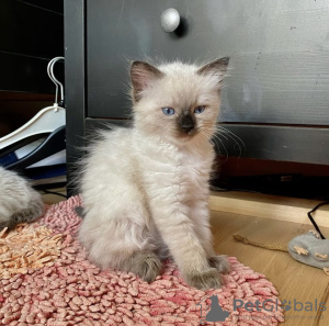 Photo №1. british shorthair - à vendre en ville de Berlin | 400€ | Annonce № 101784