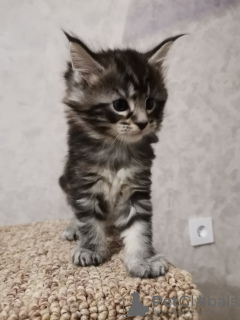 Photos supplémentaires: Chatons Maine Coon