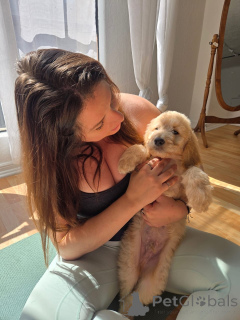 Photo №3. Wunderschöne Golden-Retriever-Welpen suchen ein liebevolles neues Zuhause. Allemagne
