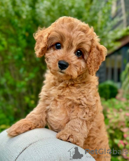 Photo №3. Chiot micropucé. La Grande-Bretagne