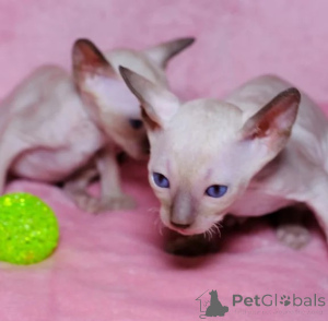 Photo №1. cornish rex - à vendre en ville de Bamberg | 350€ | Annonce № 178152
