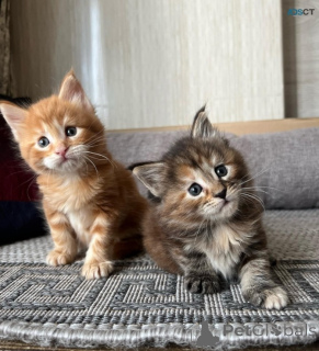 Photo №2 de l'annonce № 169776 de la vente maine coon - acheter à Estonie 
