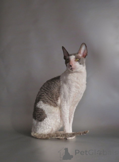Photo №4. Je vais vendre cornish rex en ville de Velingrad. annonce privée, éleveur - prix - négocié