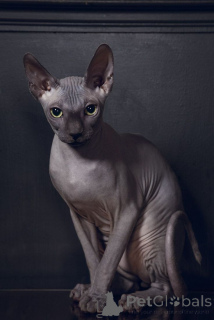 Photo №2 de l'annonce № 158829 de la vente bambino - acheter à Allemagne de l'abri, éleveur