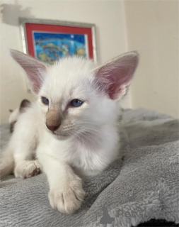 Photo №1. balinais - à vendre en ville de Ingolstadt | 350€ | Annonce № 154588