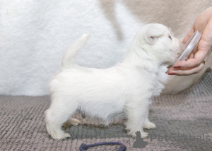 Photos supplémentaires: Un élevage propose des chiots West Highland White Terrier