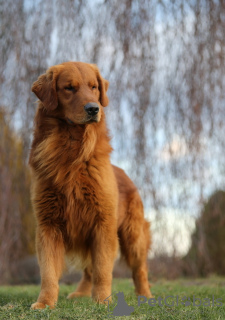 Photo №1. golden retriever - à vendre en ville de Wrocław | 2500€ | Annonce №62309