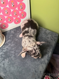 Photo №3. Chiots Chihuahua Sunrise pour adoption et relogement, contactez WhatsApp. La finlande