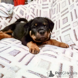 Photos supplémentaires: chiots rottweilers