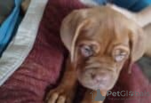 Photo №1. dogue de bordeaux - à vendre en ville de Fallåker | Gratuit | Annonce №129154
