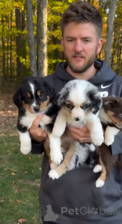 Photo №1. berger australien - à vendre en ville de Chambéry | 359€ | Annonce №141170