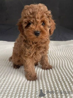 Photo №1. caniche (jouet) - à vendre en ville de Anvers | négocié | Annonce №169669