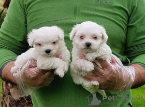 Photo №1. bichon maltais - à vendre en ville de Bruxelles | négocié | Annonce №31815