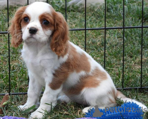 Photo №1. cavalier king charles spaniel - à vendre en ville de Lisbon | négocié | Annonce №126867