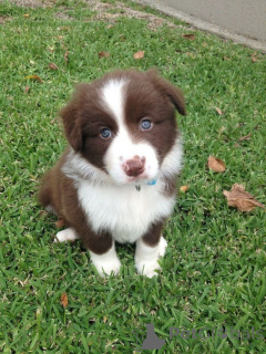 Photo №1. border collie - à vendre en ville de Zell je vois | 450€ | Annonce №170134