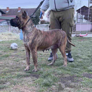 Photo №3. À vendre Chiots Canario (Chien Canari), top pedigree. Serbie