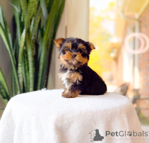 Photo №2 de l'annonce № 172895 de la vente yorkshire terrier - acheter à Allemagne éleveur