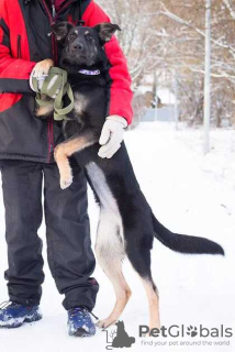 Photo №4. Je vais vendre chien bâtard en ville de Москва. annonce privée - prix - Gratuit