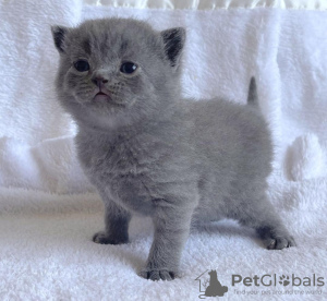 Photo №1. british shorthair - à vendre en ville de Bremen | 232€ | Annonce № 104279