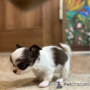 Photo №2 de l'annonce № 151223 de la vente chihuahua - acheter à Allemagne annonce privée