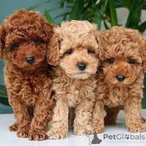 Photo №1. caniche (jouet) - à vendre en ville de Anvers | 700€ | Annonce №164105