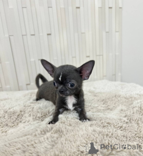 Photo №2 de l'annonce № 167335 de la vente chien bâtard - acheter à USA éleveur