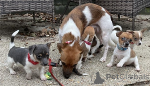 Photo №1. jack russell terrier - à vendre en ville de Prague | négocié | Annonce №156845