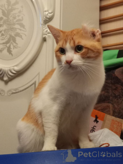 Photo №1.  - à vendre en ville de Rivière moscou | Gratuit | Annonce № 162994