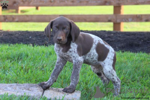 Photo №3. Superbes chiots KC GSP. Pologne