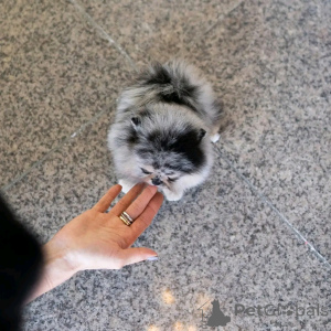 Photo №3. Adoption sibérienne husky welpen zur. Allemagne