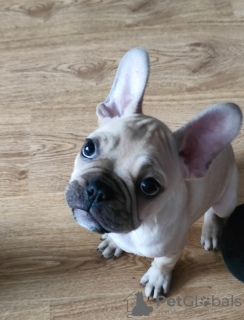 Photo №4. Je vais vendre bouledogue en ville de Varsovie. annonce privée - prix - 640€