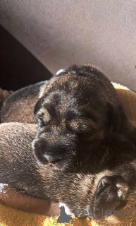 Photo №1. schnauzer moyen - à vendre en ville de Stara Pazova | négocié | Annonce №157212