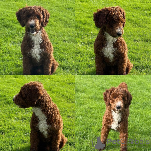 Photo №2 de l'annonce № 131459 de la vente labradoodle - acheter à Belgique annonce privée, éleveur