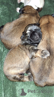 Photo №1. lhassa apso, shih tzu - à vendre en ville de Pärnu | 700€ | Annonce №139030