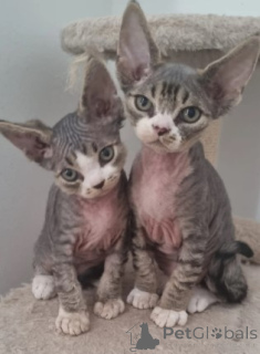 Photo №3. Trois adorables frères et soeur. Allemagne